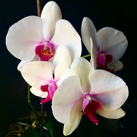 L'Orchidée de Maman