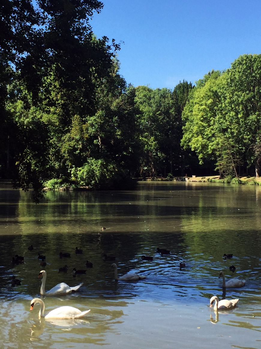 Le Lac des Cygnes