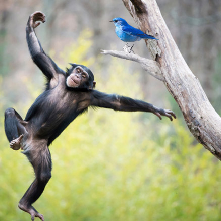 Le Singe et L'Oiseau Bleu