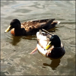 Deux canards