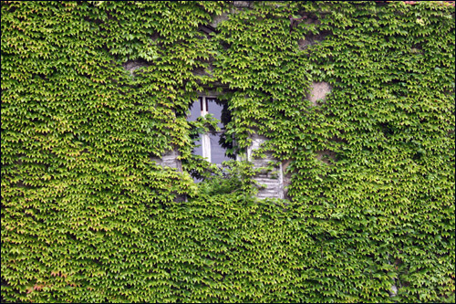 Quand la nature prend le dessus sur la civilisation