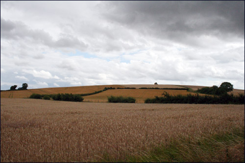 Des champs à perte de vue