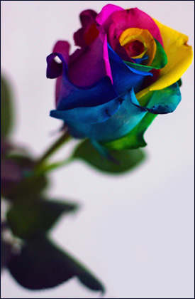 Rose Rainbow