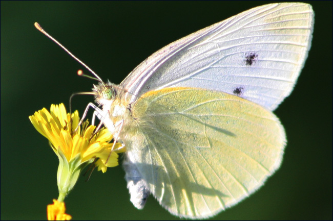 Si fragile... en apparence...